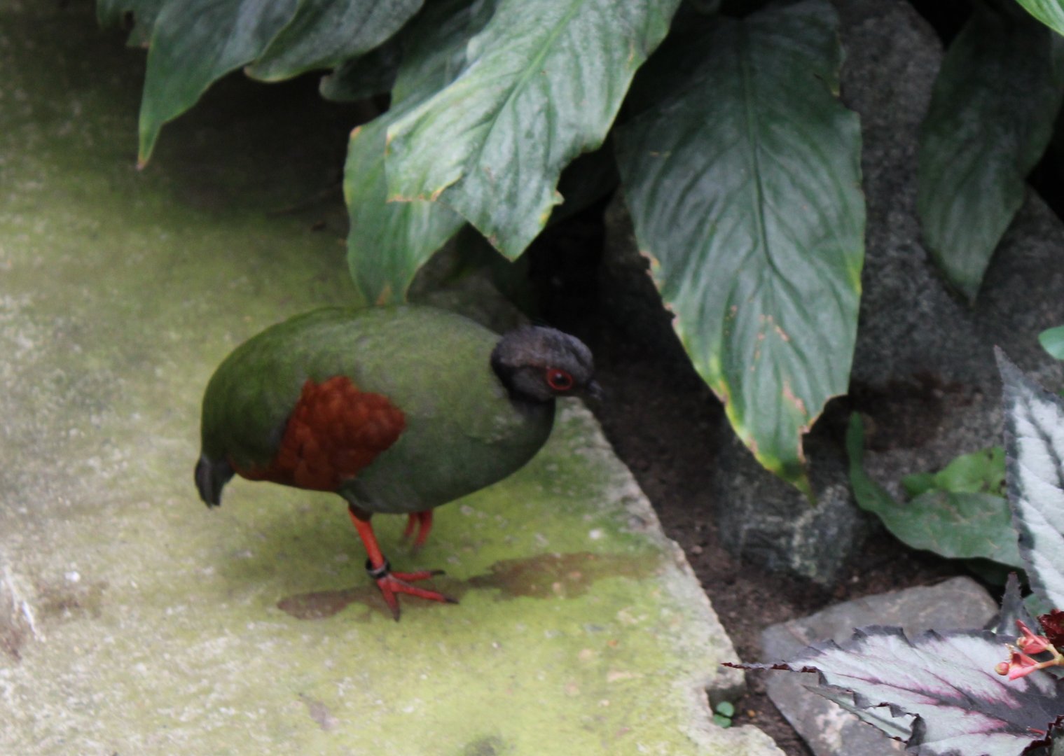 Crested wood-partridge - female