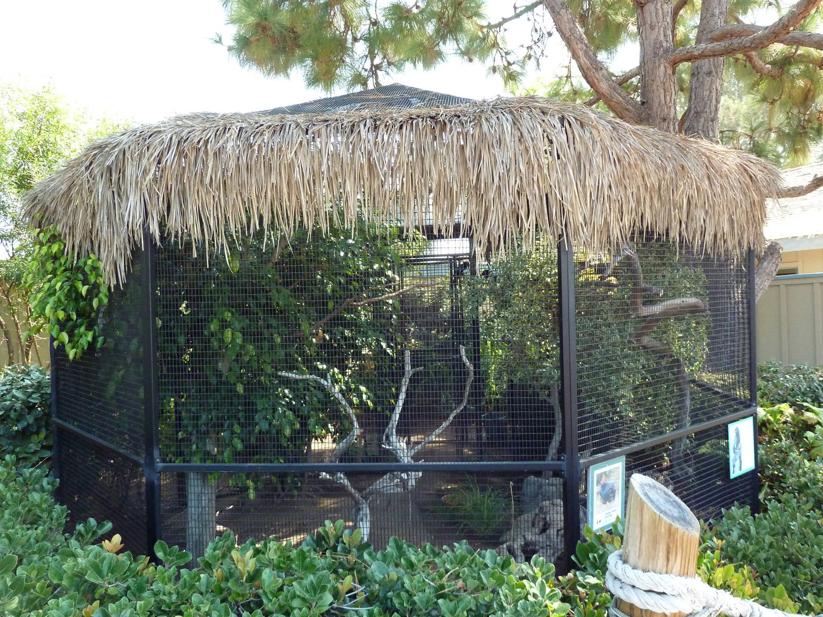 Crested Wood-Partridge/Green Woodhoopoe Exhibit