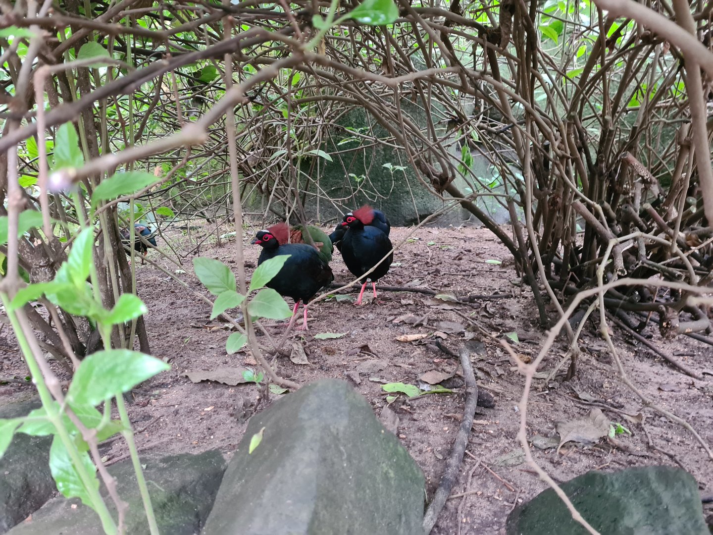 Crested wood partridge in Butterfly valley