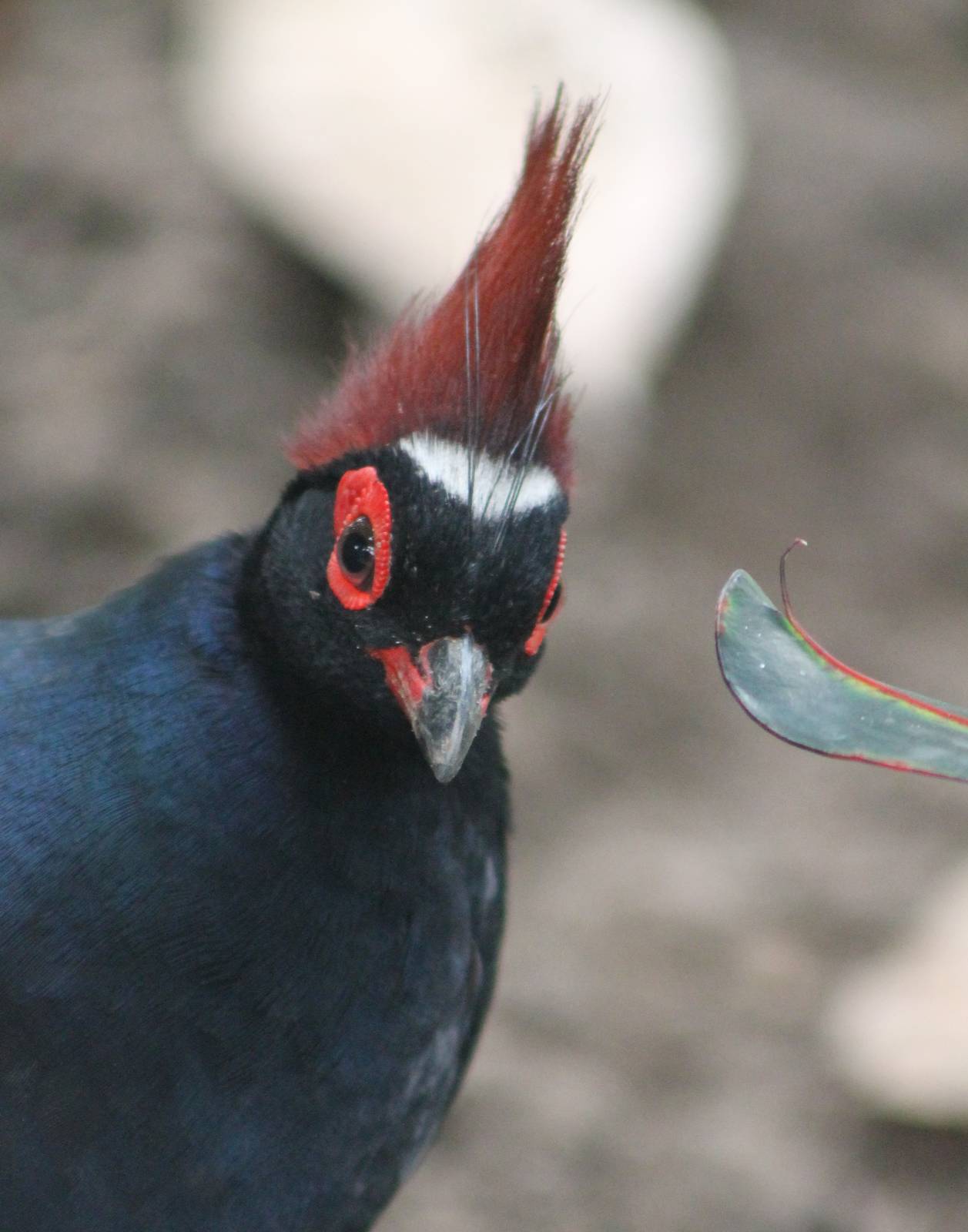Crested wood-partridge ( male )