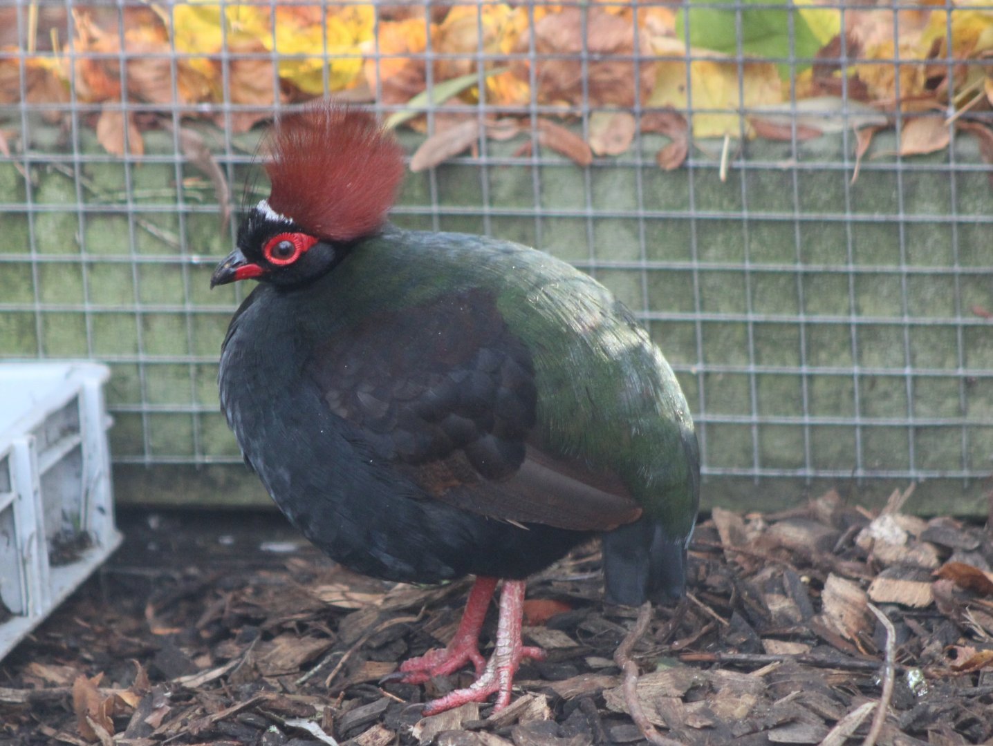Crested wood-partridge - male