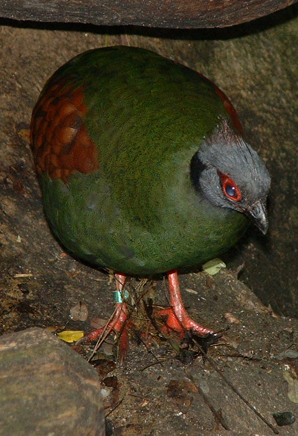 Crested Wood Partridge - Rainforest House, Vienna 2006
