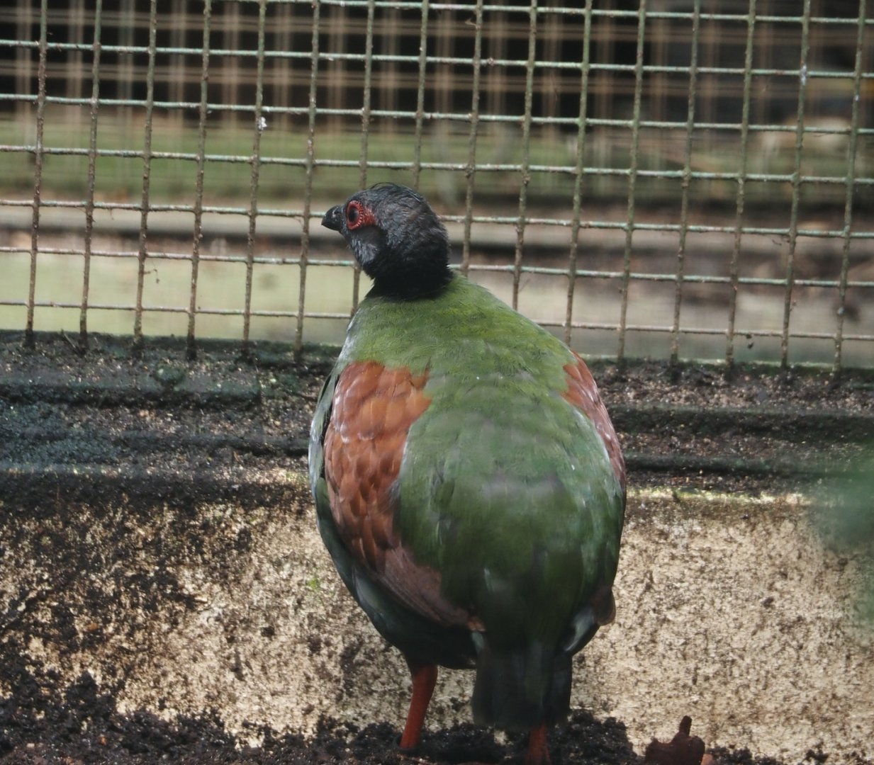 Crested wood partridge (Rollulus rouloul), 2024-05-23