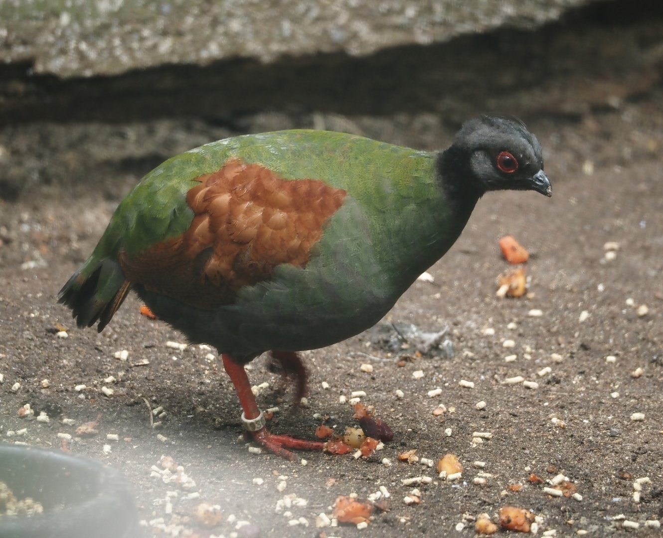 Crested wood partridge (Rollulus rouloul), 2024-05-23