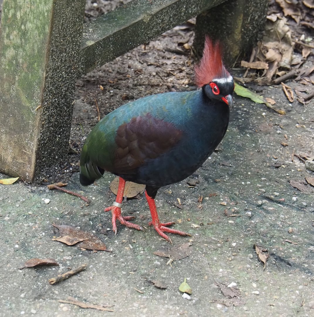 Crested wood partridge (Rollulus rouloul), 2024-06-23