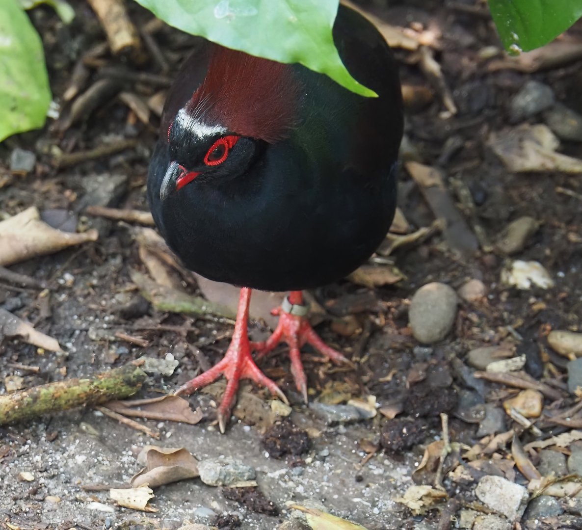 Crested wood partridge (Rollulus rouloul), 2024-06-23