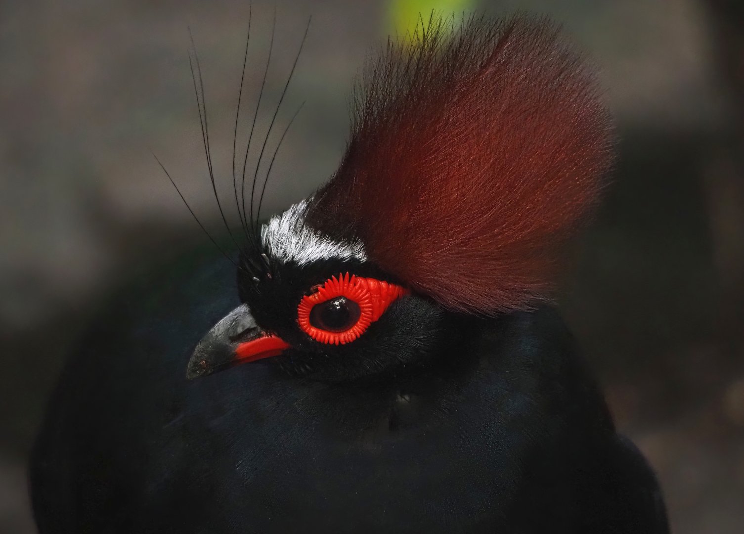 Crested wood partridge (Rollulus rouloul), 2025-09-01