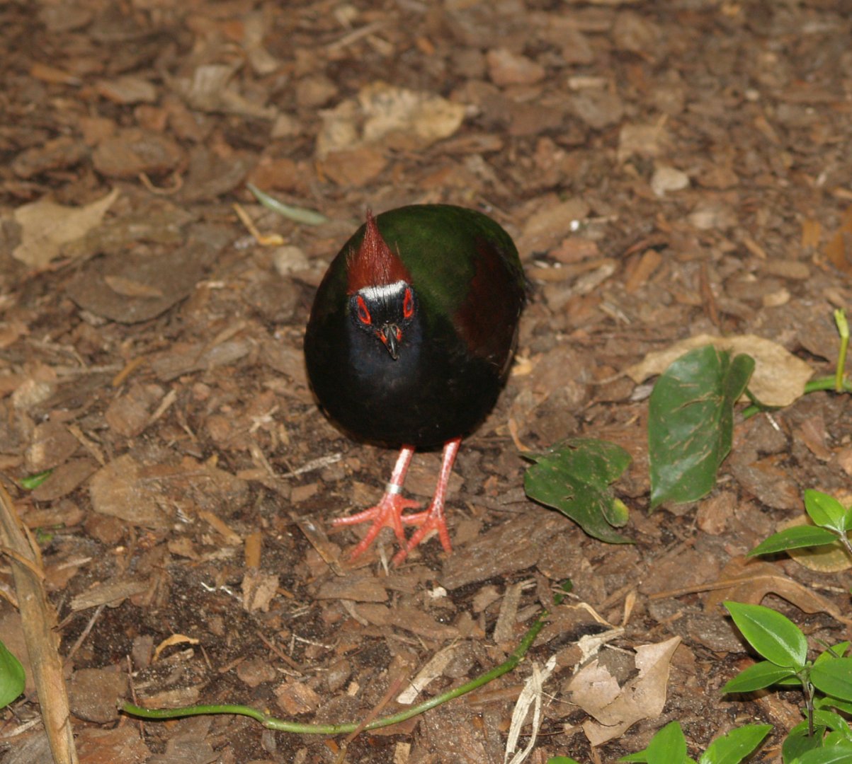 Crested wood partridge (Rollulus rouloul), May 2006