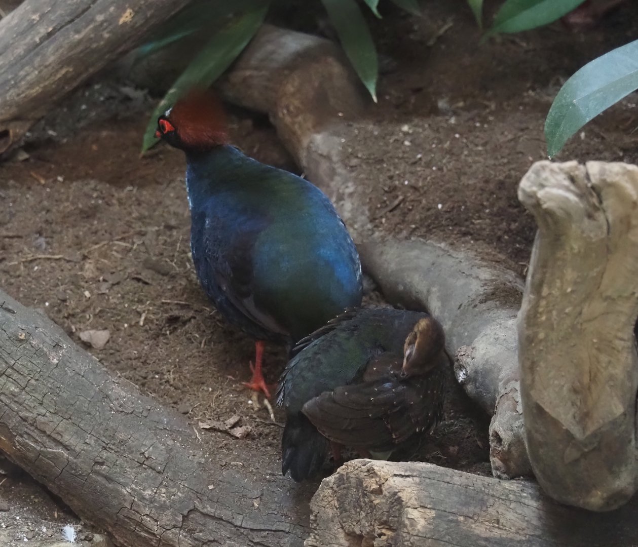 Crested wood partridge (Rollulus rouloul), rooster and juvenile, 2025-09-10