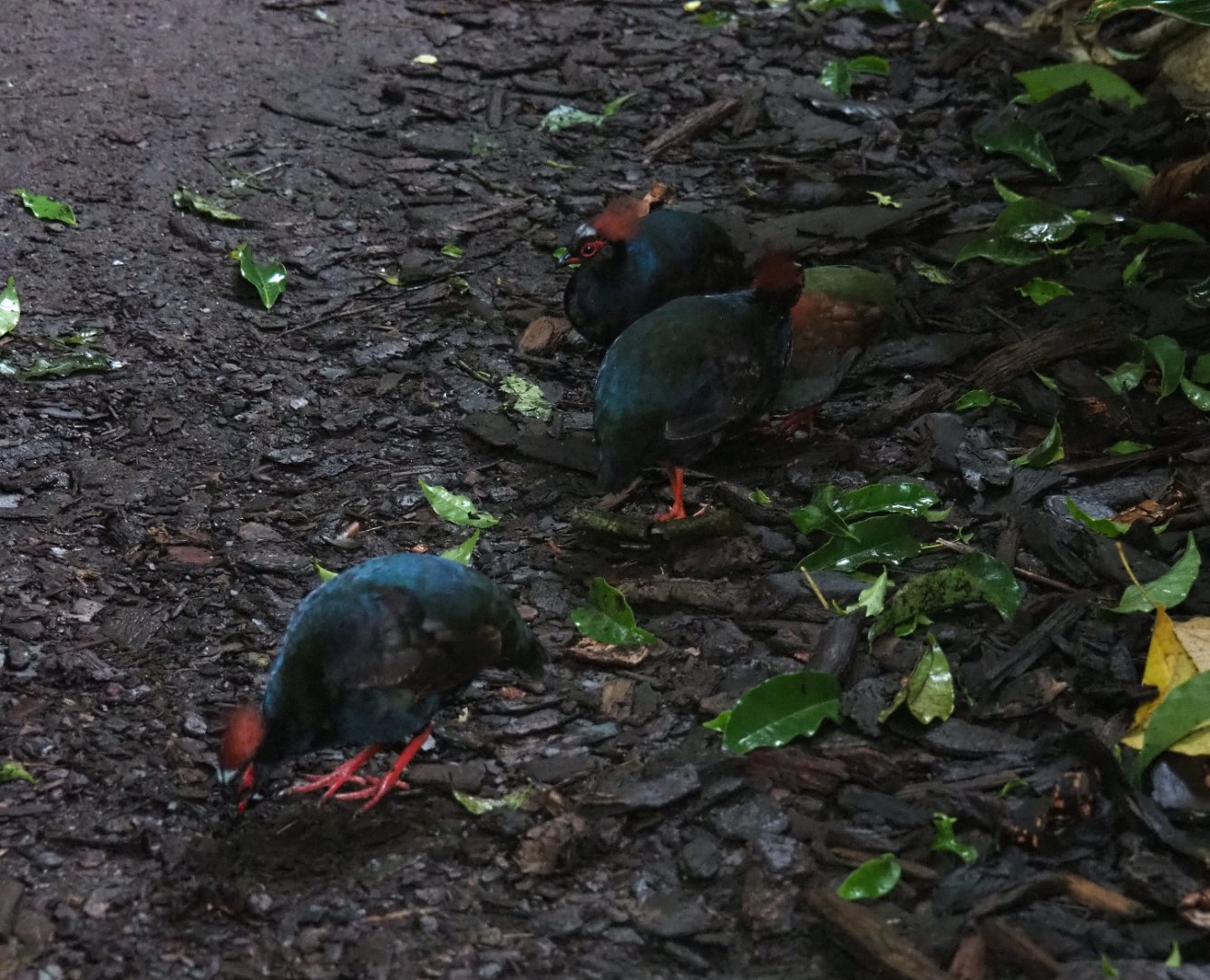 Crested wood partridge (Rollulus rouloul), Sep 16th, 2018