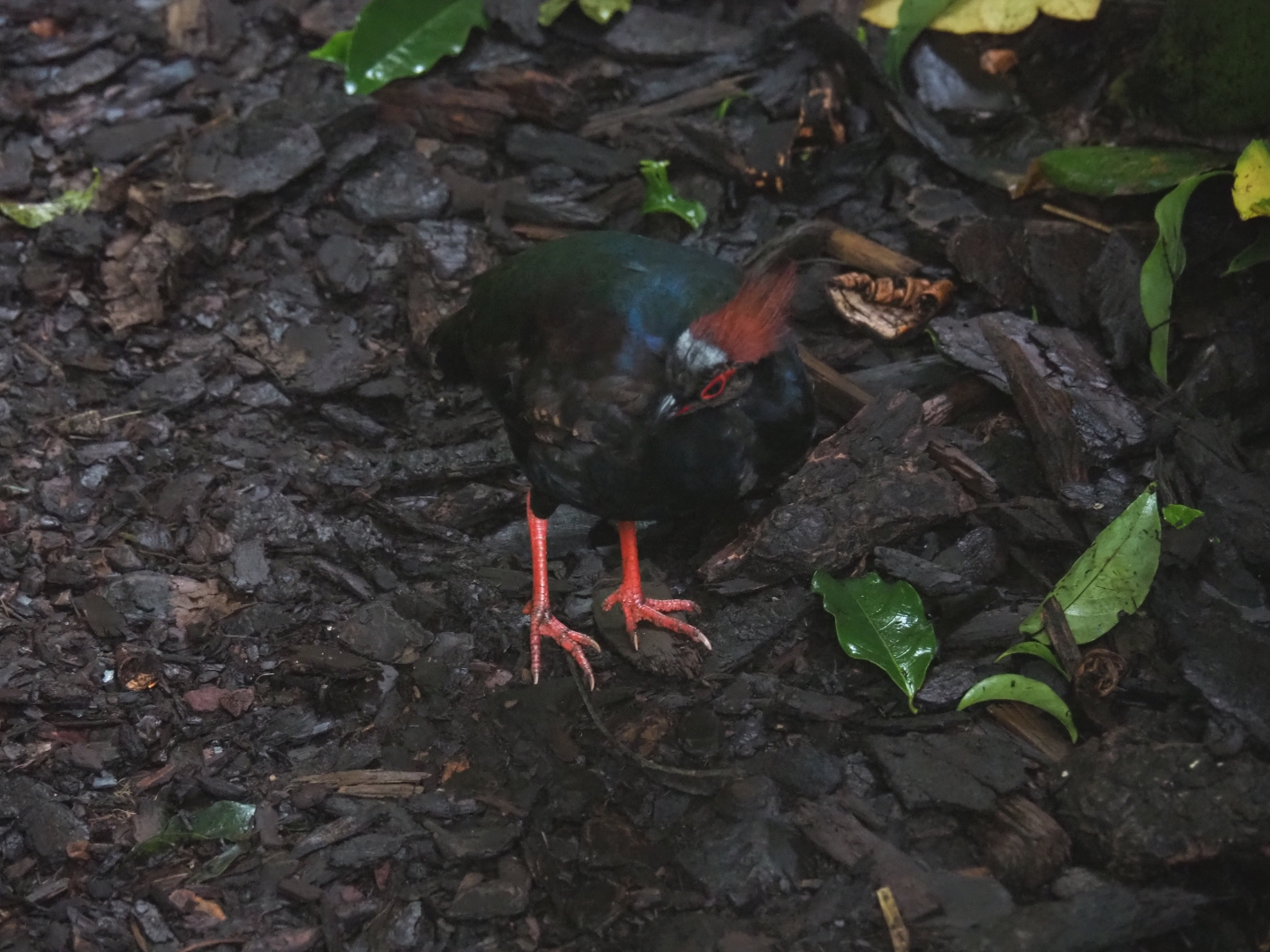 Crested wood partridge (Rollulus rouloul), Sep 16th, 2018