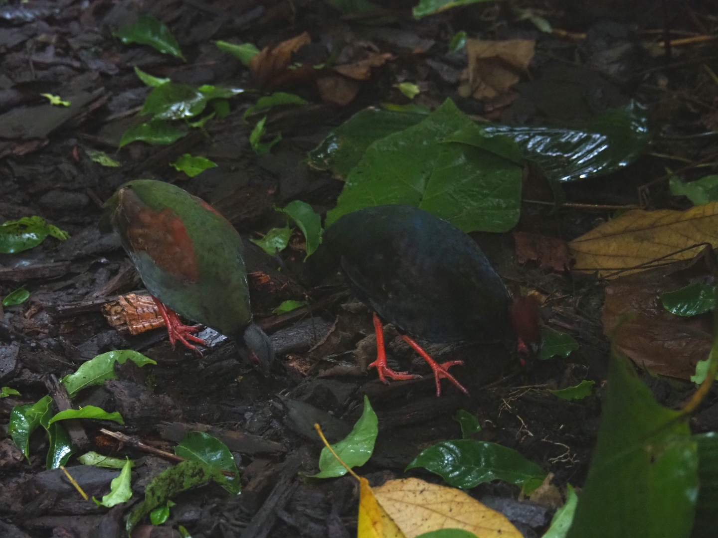Crested wood partridge (Rollulus rouloul), Sep 16th, 2018