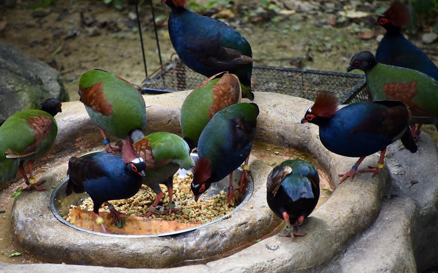 Crested Wood-Partridge (Rollulus rouloul)