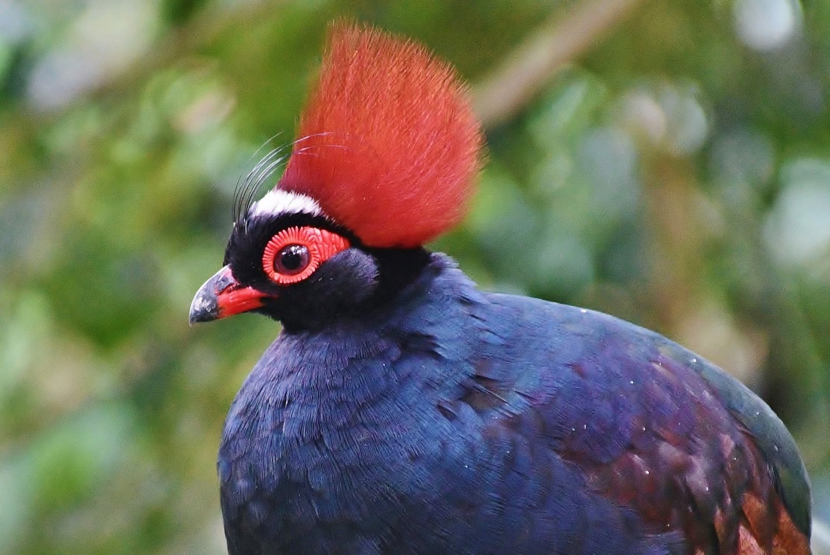 Crested Wood Partridge (Rollulus rouloul)