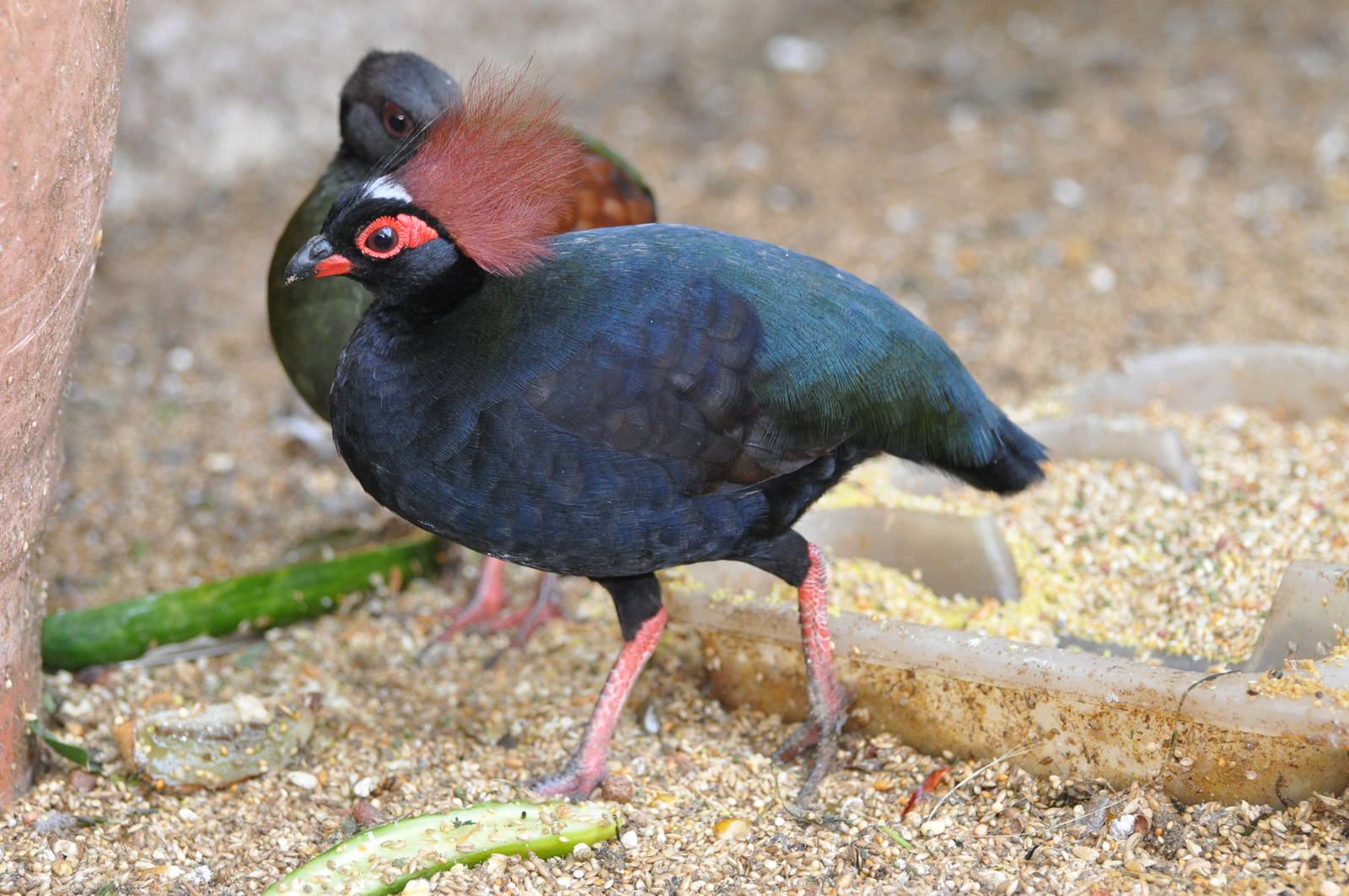 Crested wood partridge/ Rollulus roulroul