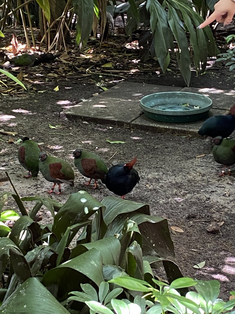 Crested Wood Partridge (Rollulus roulroul)