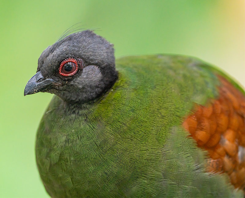 Crested Wood Partridge (Rollulus Roulroul)