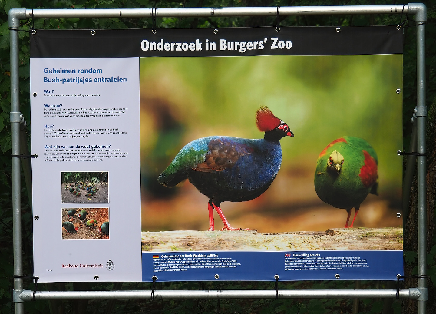 Crested wood partridge social structure research at Burgers' Zoo sign, 2023-10-07