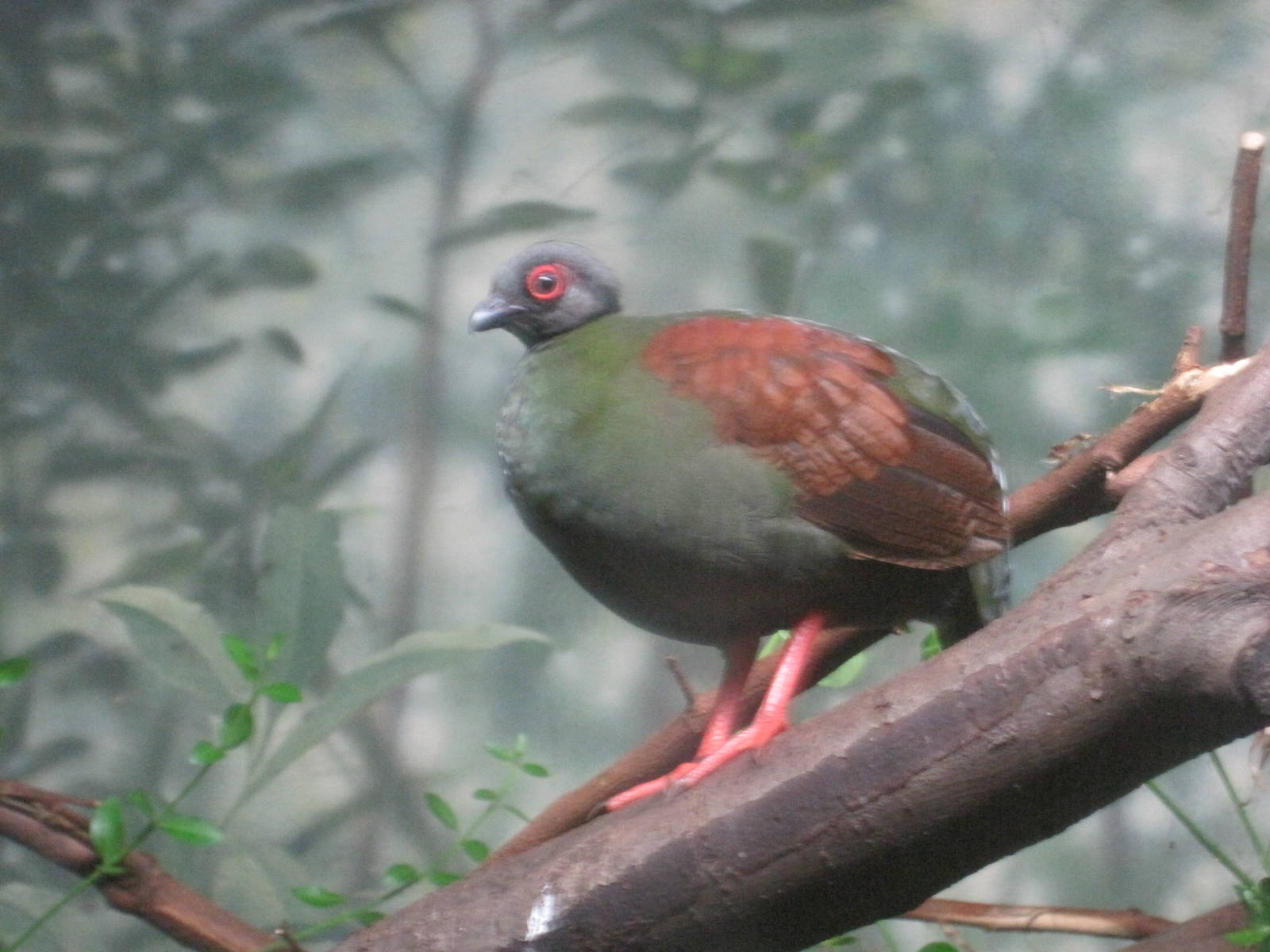 Crested Wood Partridge