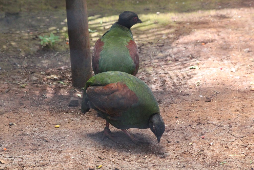 Crested Wood Partridge