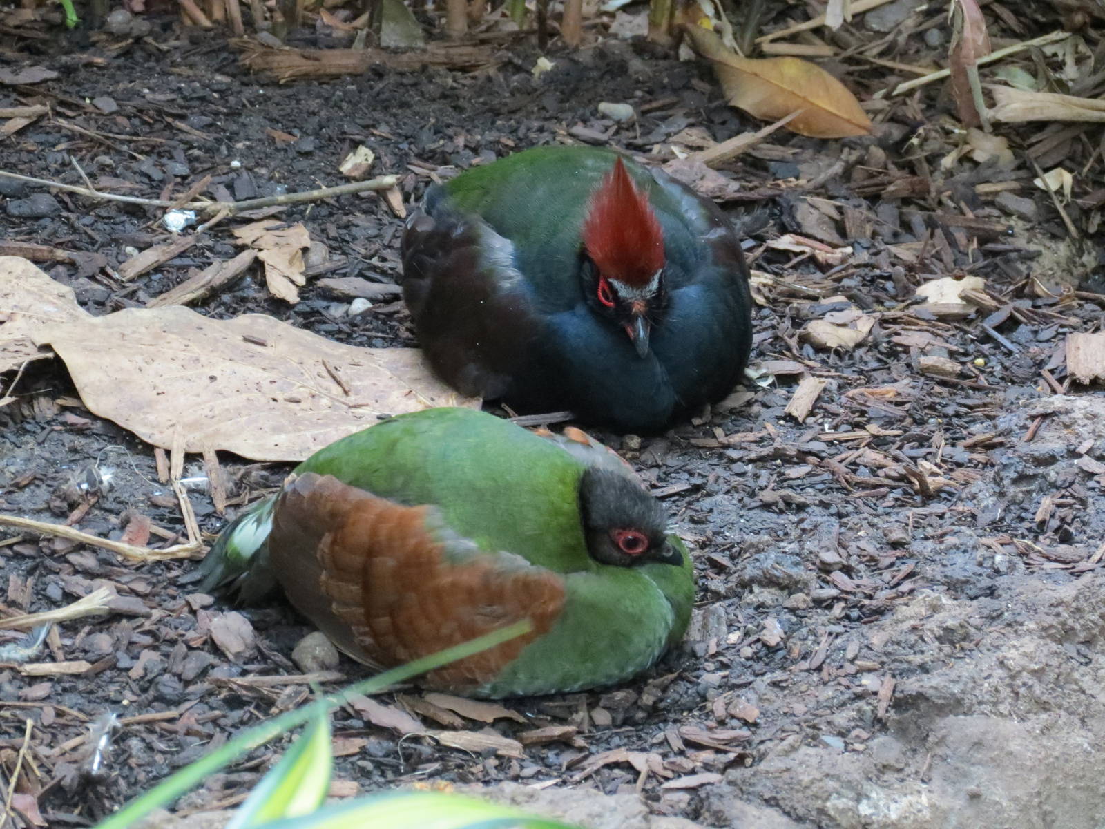 Crested Wood Partridge