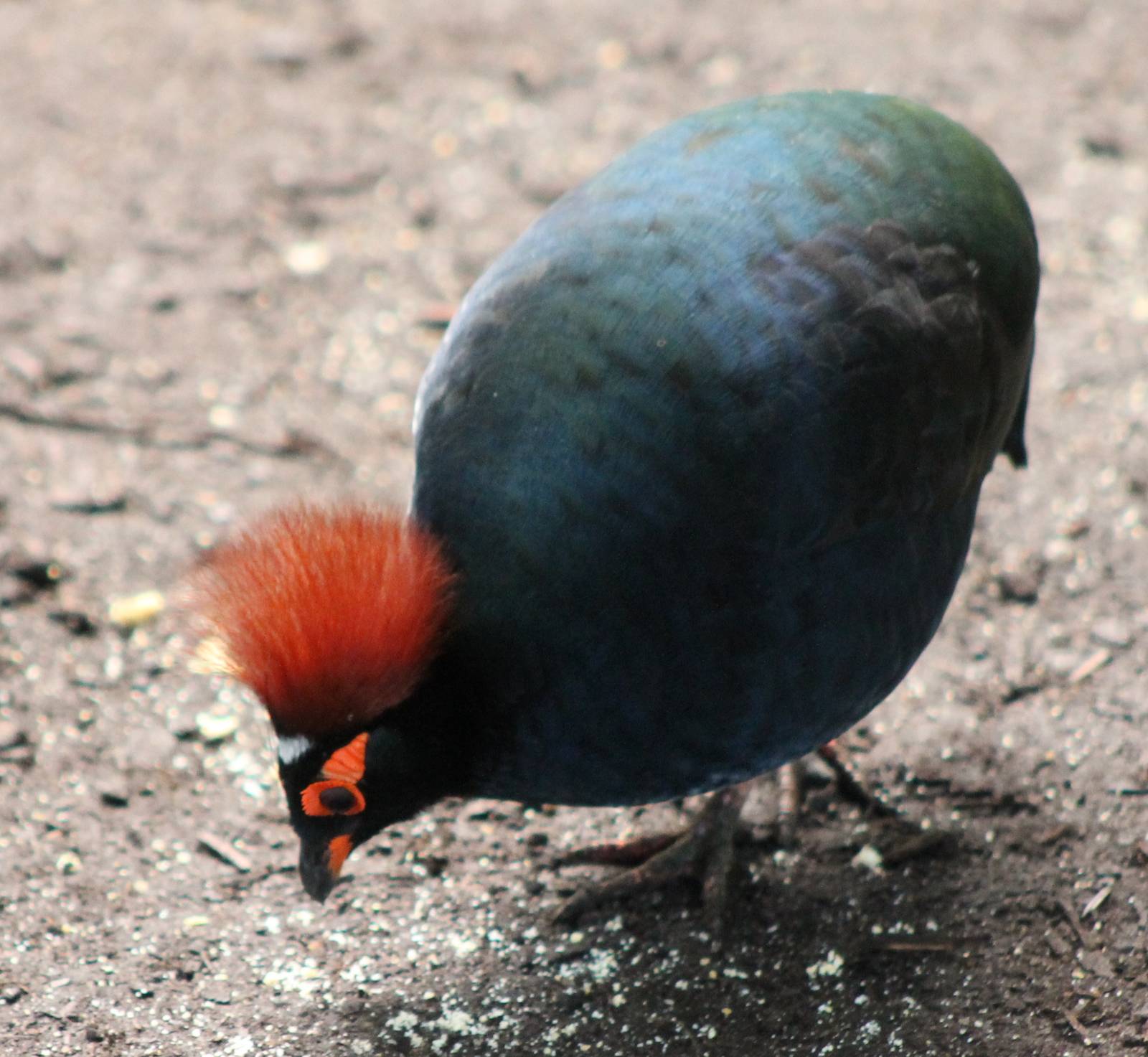 Crested wood partridge