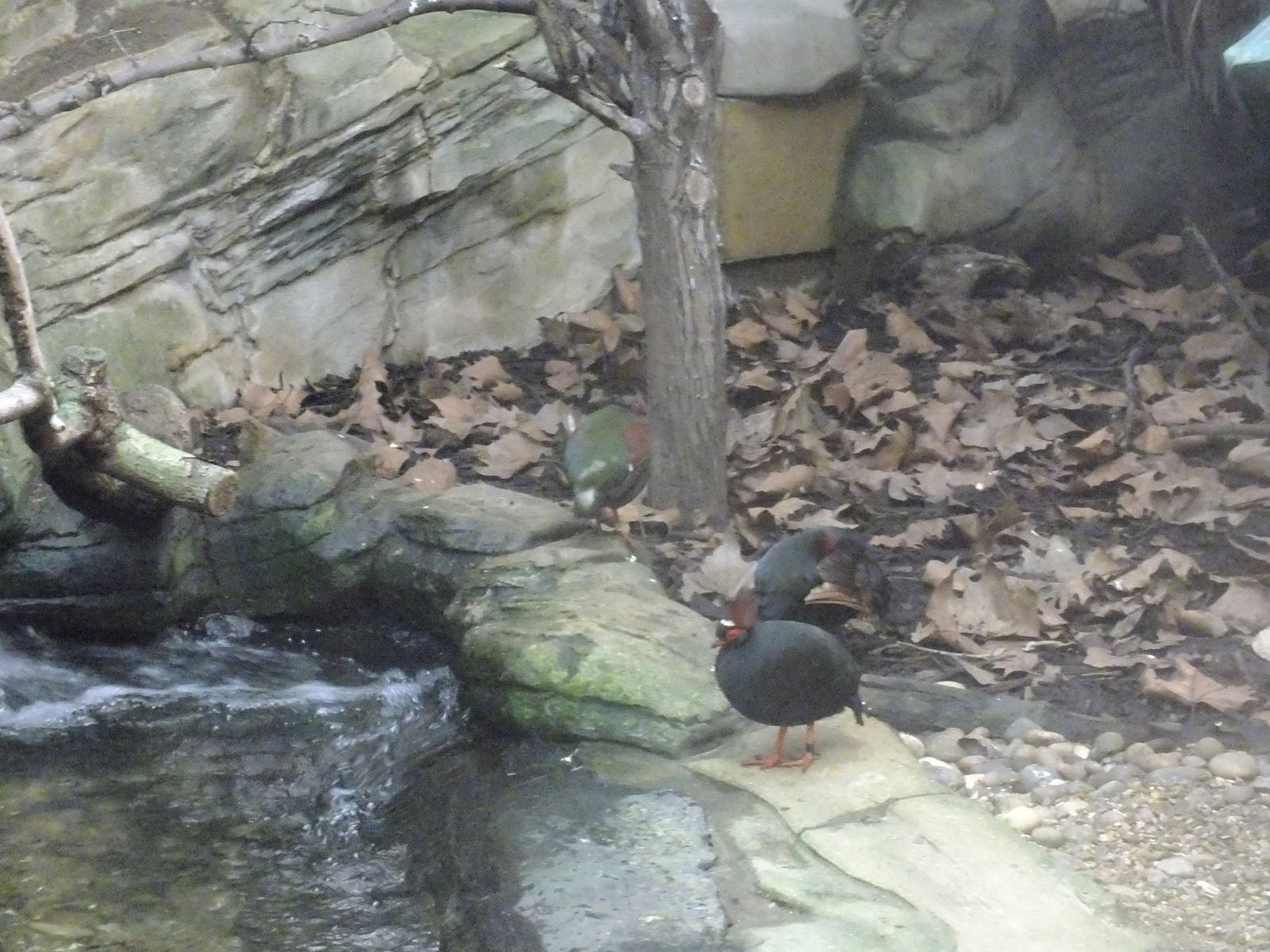 Crested wood-partridge