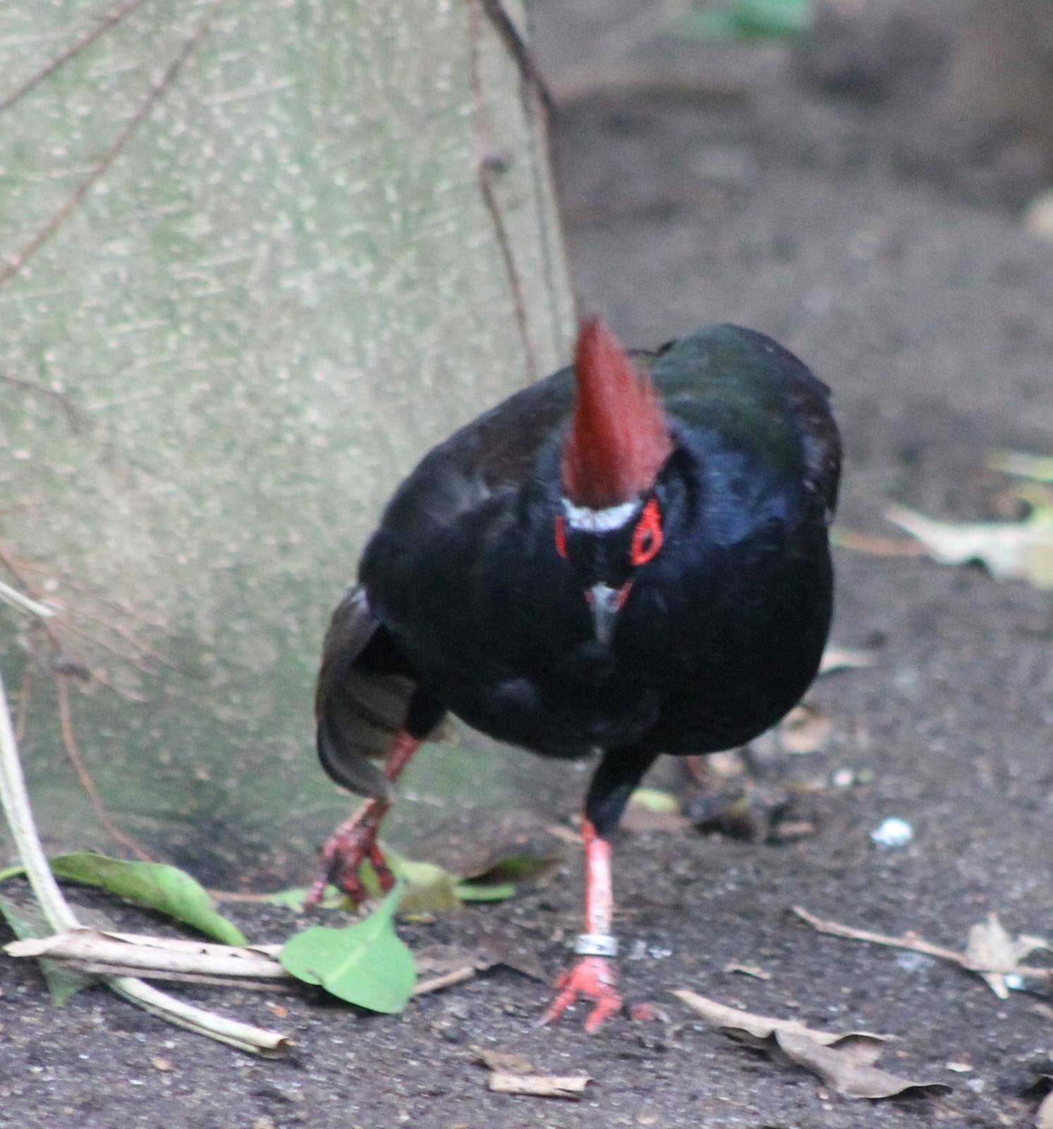 Crested wood partridge