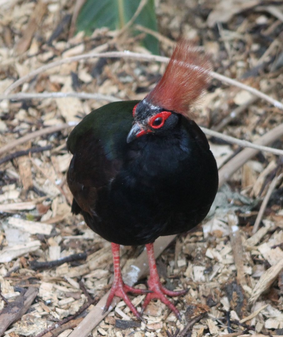 Crested wood-partridge