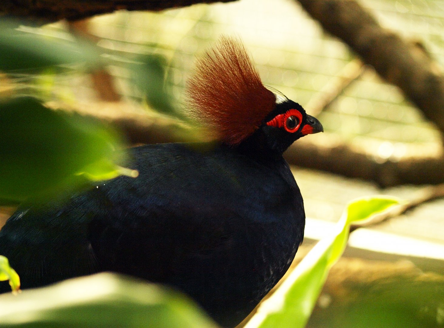 Crested wood partridge