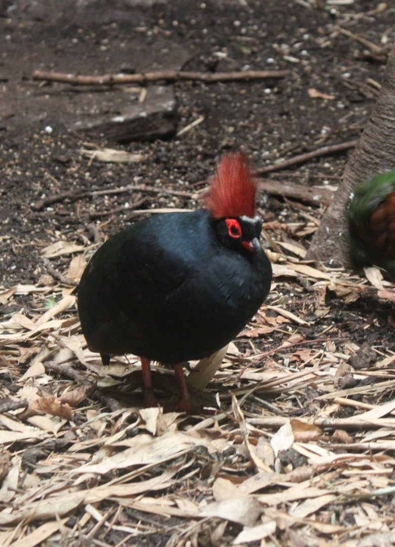 Crested wood-partridge