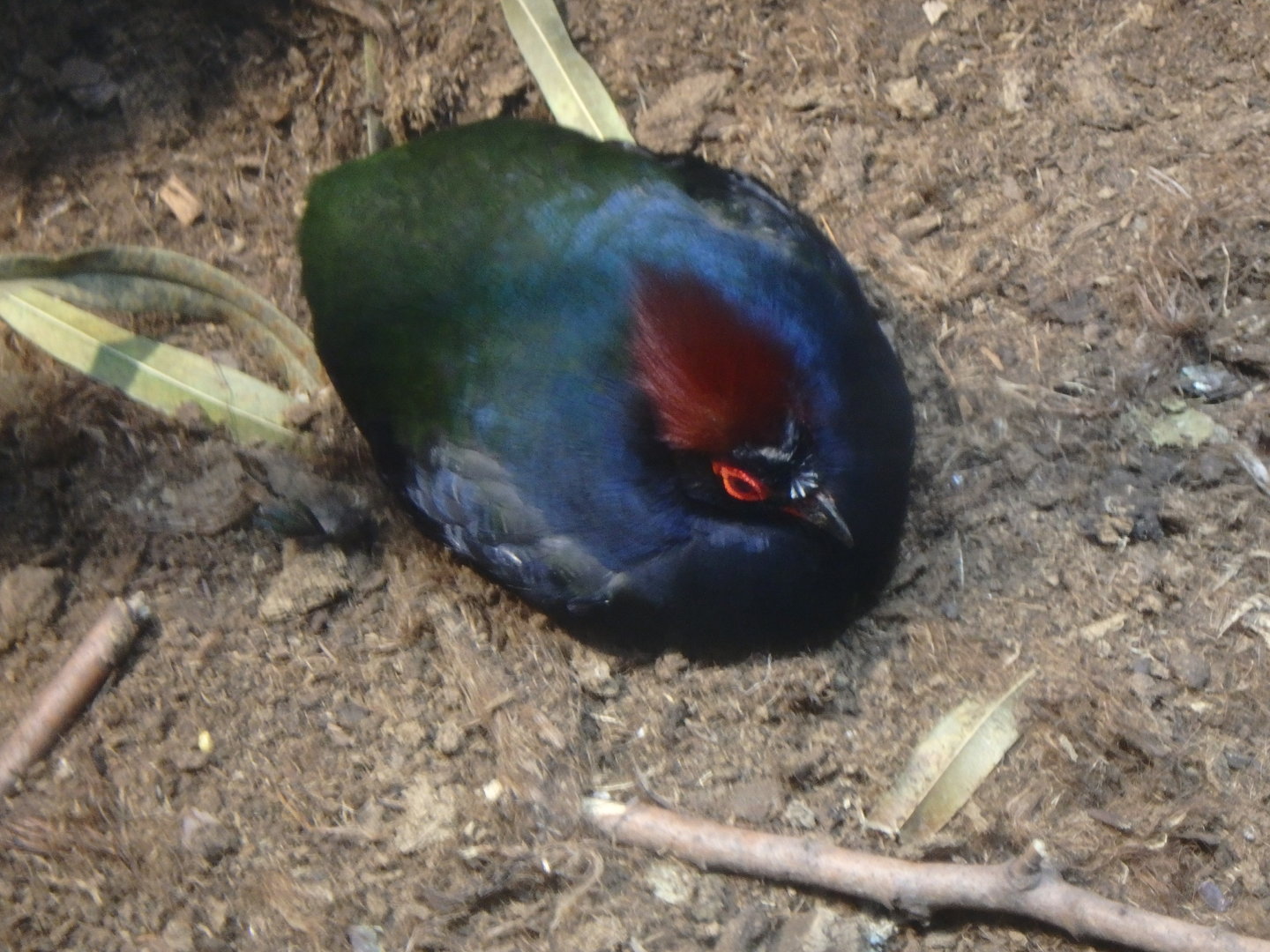 Crested wood partridge
