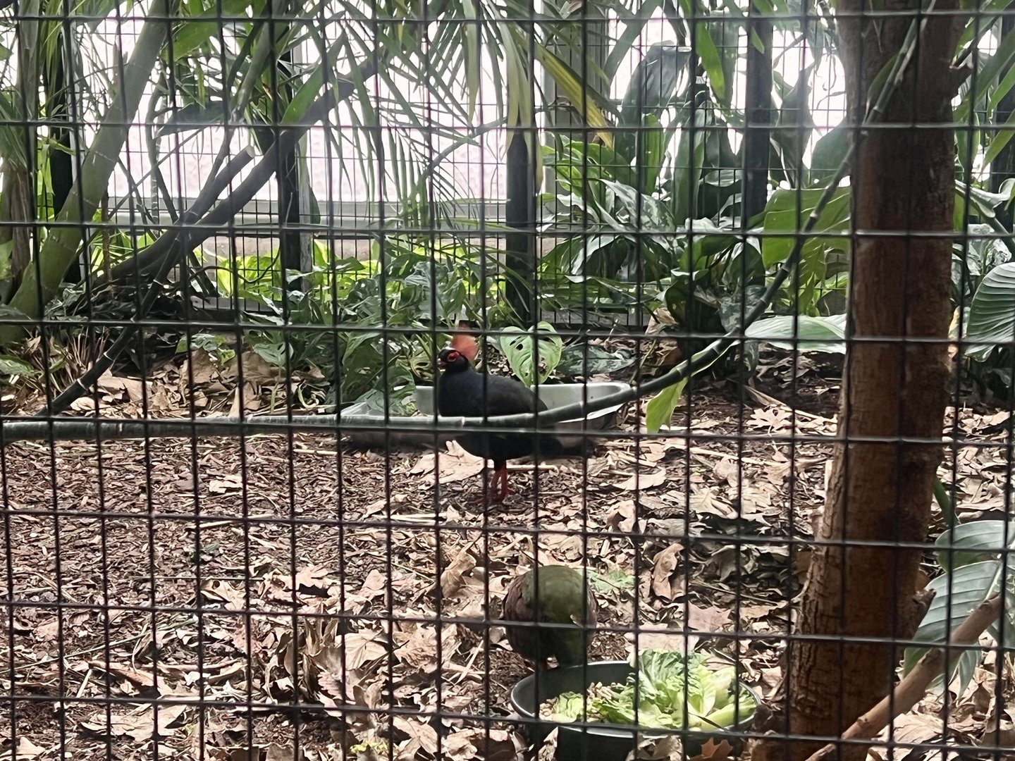 Crested Wood Partridge