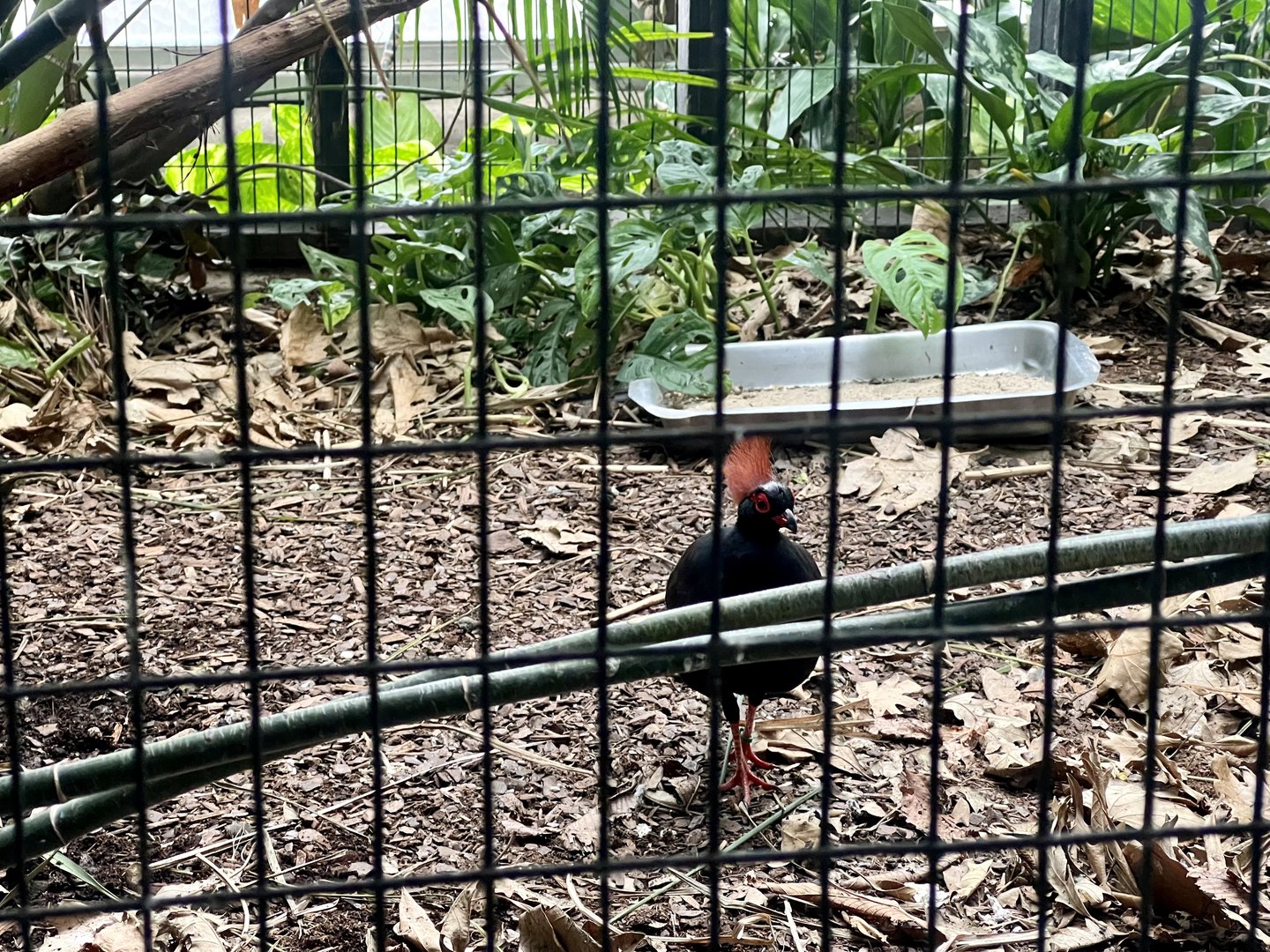 Crested Wood Partridge