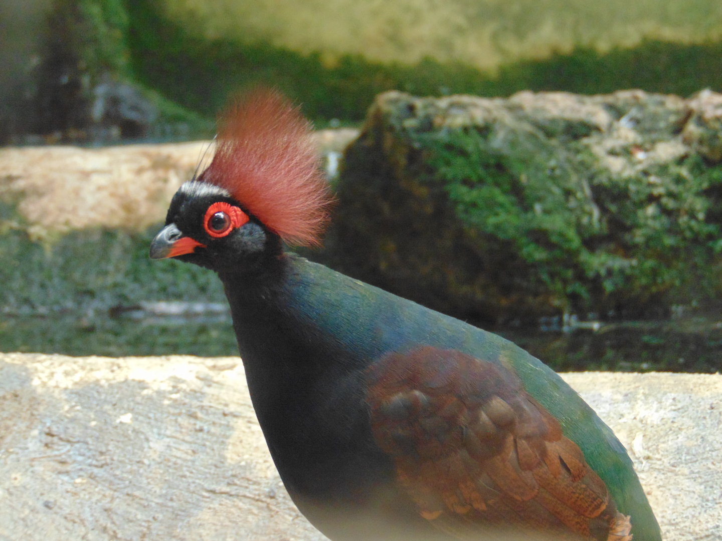 Crested Wood Partridge
