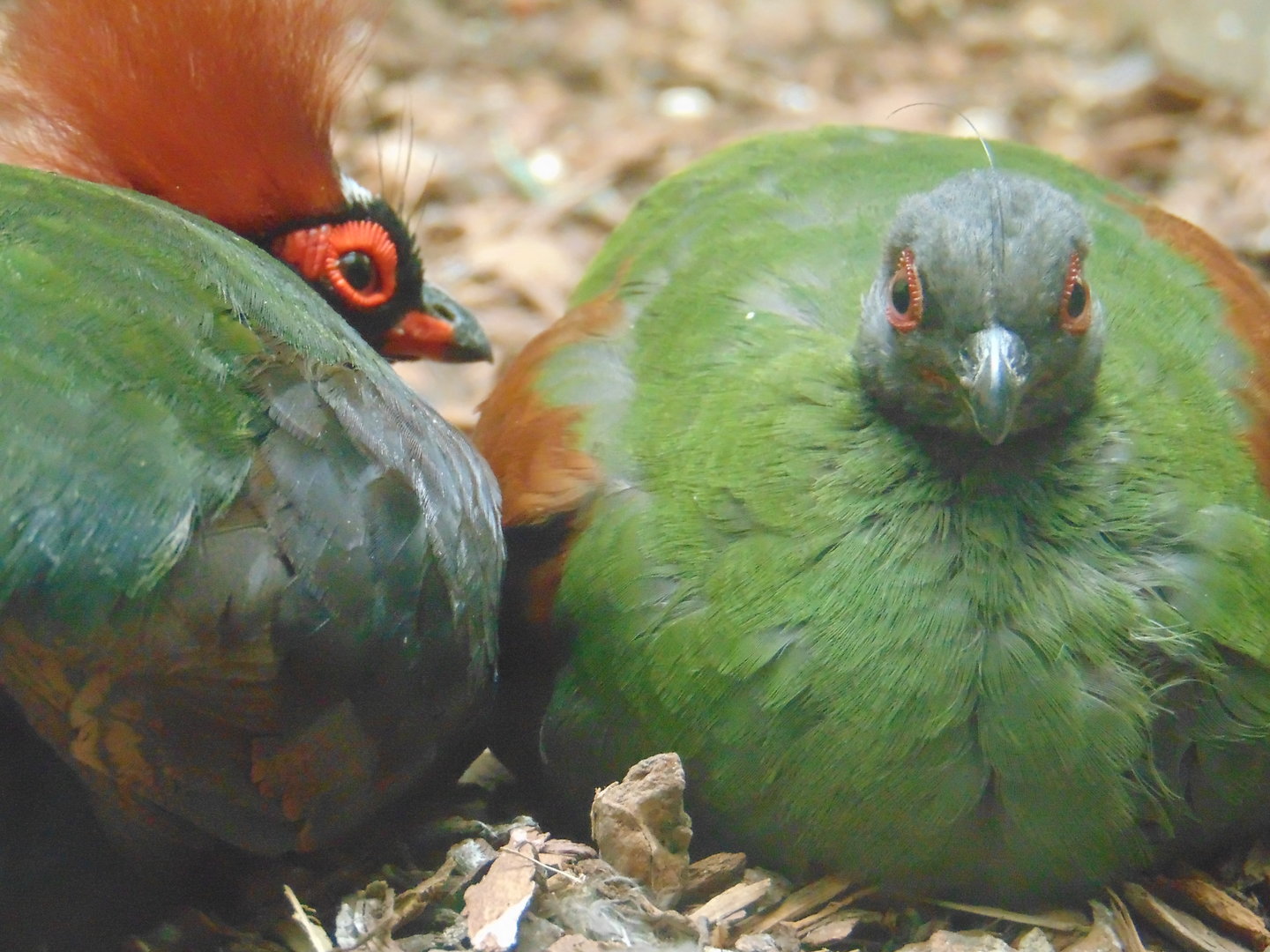 Crested Wood Partridge