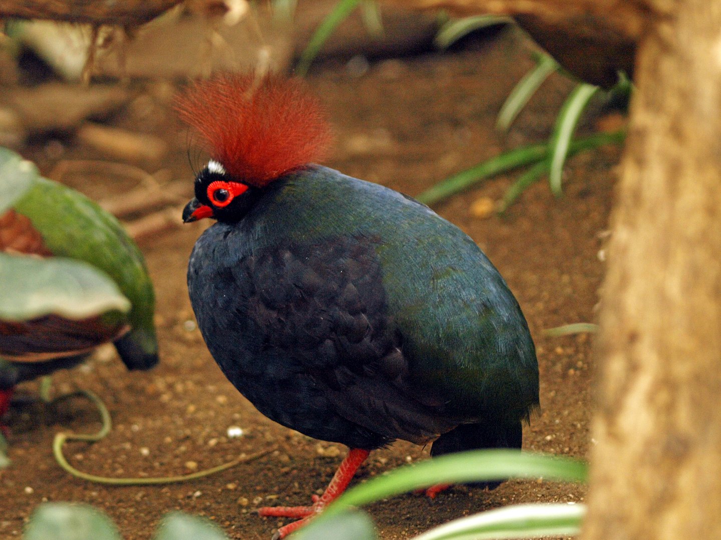 Crested wood partridge