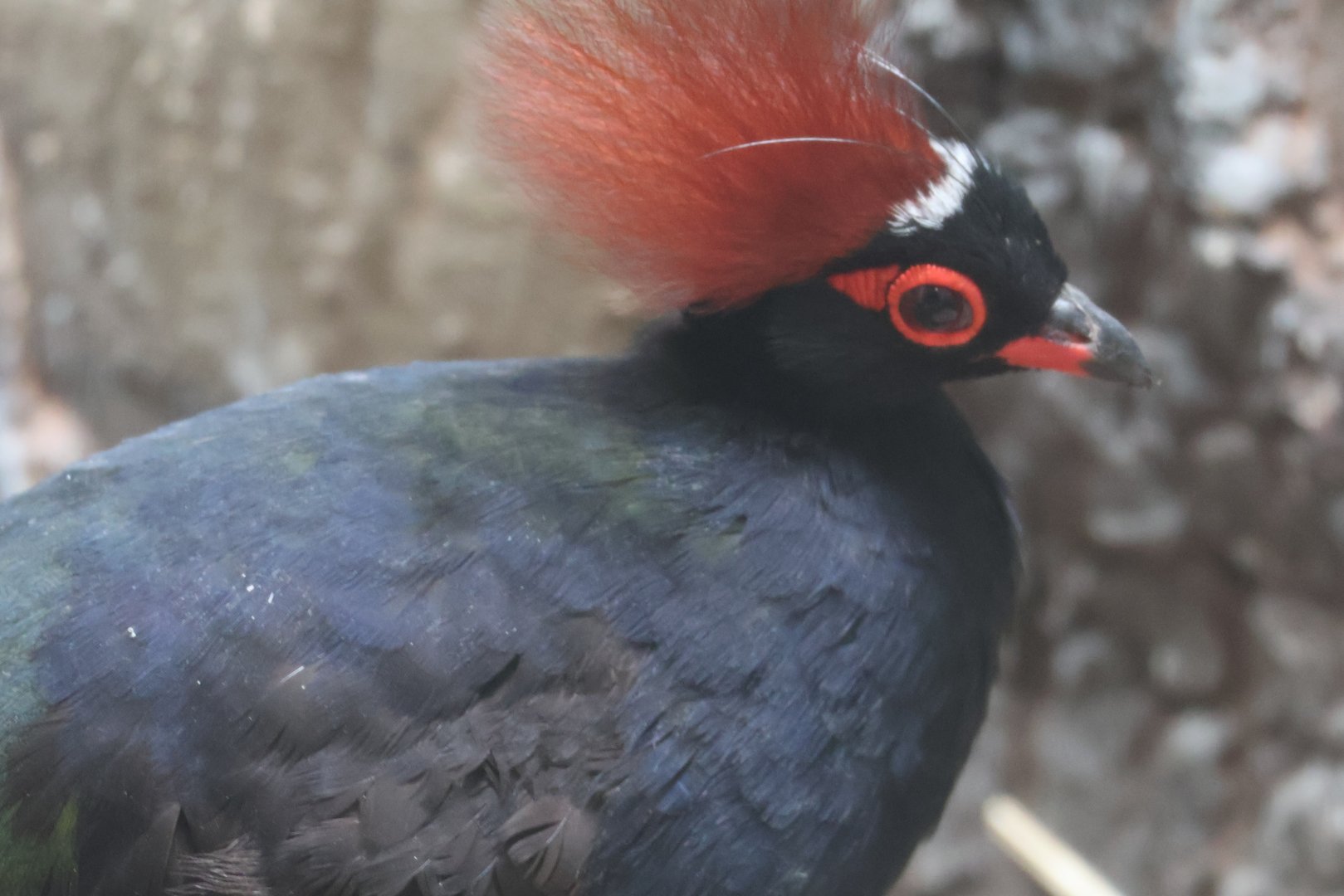 Crested wood partridge
