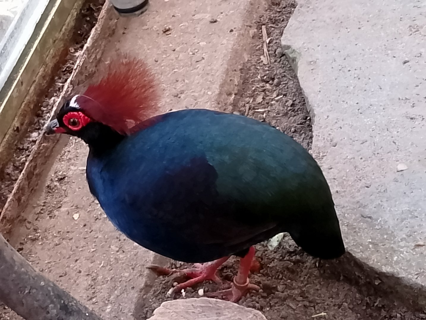 Crested wood partridge