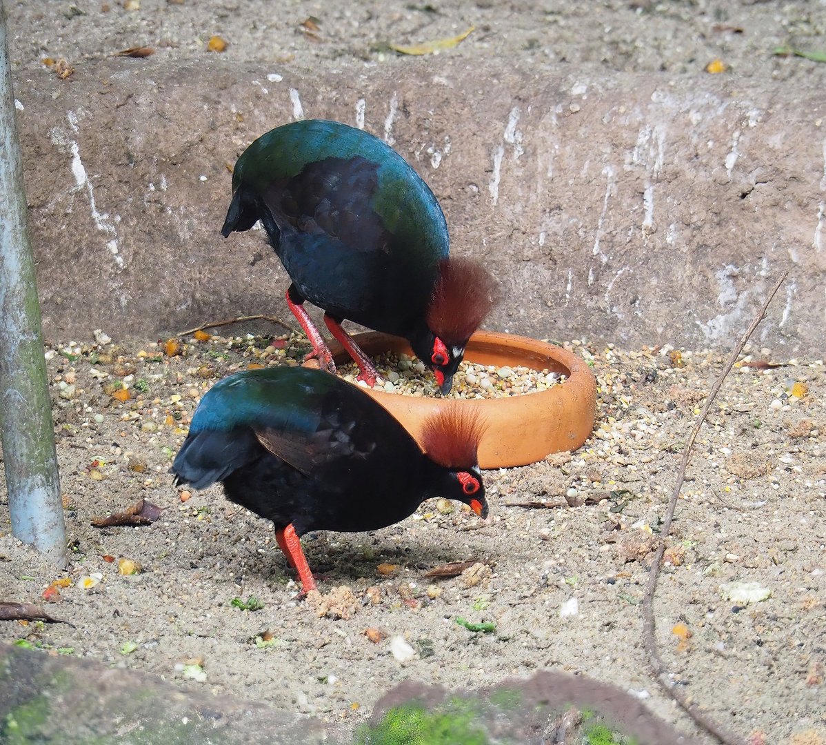Crested wood partridges (Rollulus rouloul), 2022-08-28