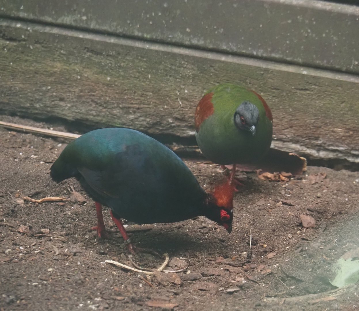 Crested wood partridges (Rollulus rouloul), 2024-05-22