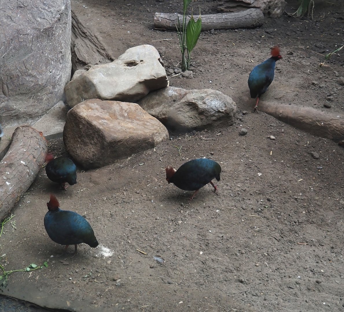 Crested wood partridges (Rollulus rouloul), 2024-06-30