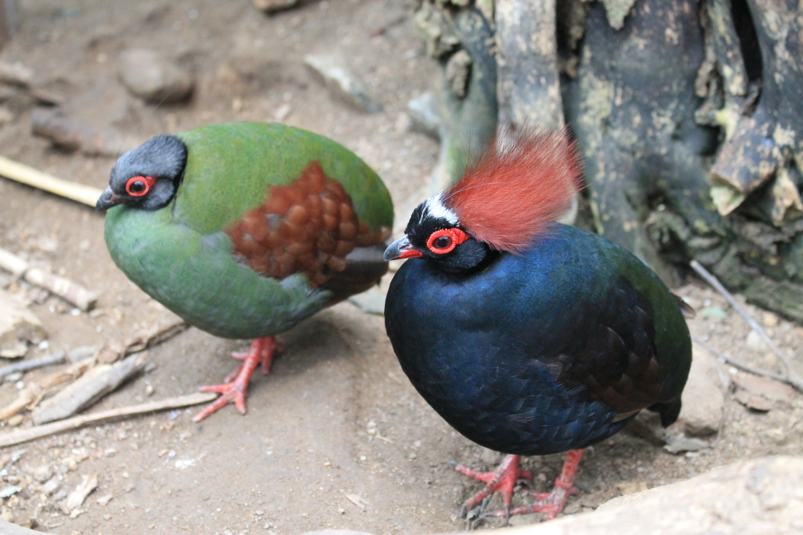 Crested Wood Partridges (Rollulus roulroul)