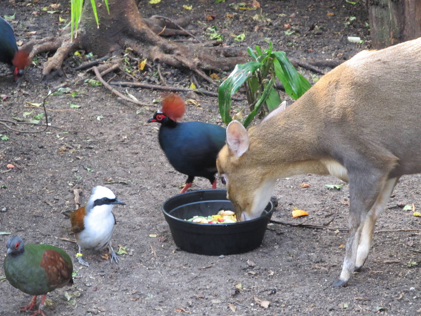 Crested Wood Partridges, White-crested Laughing Thrushes, and Indian Muntja