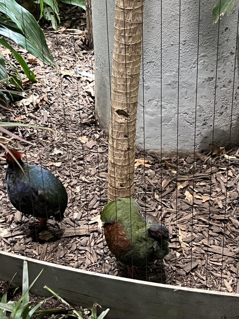 Crested Wood Partridges