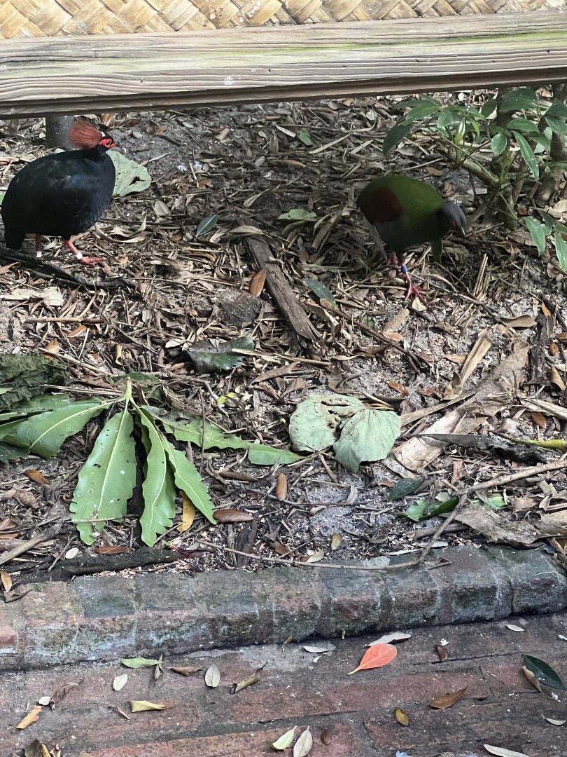 Crested Wood Partridges