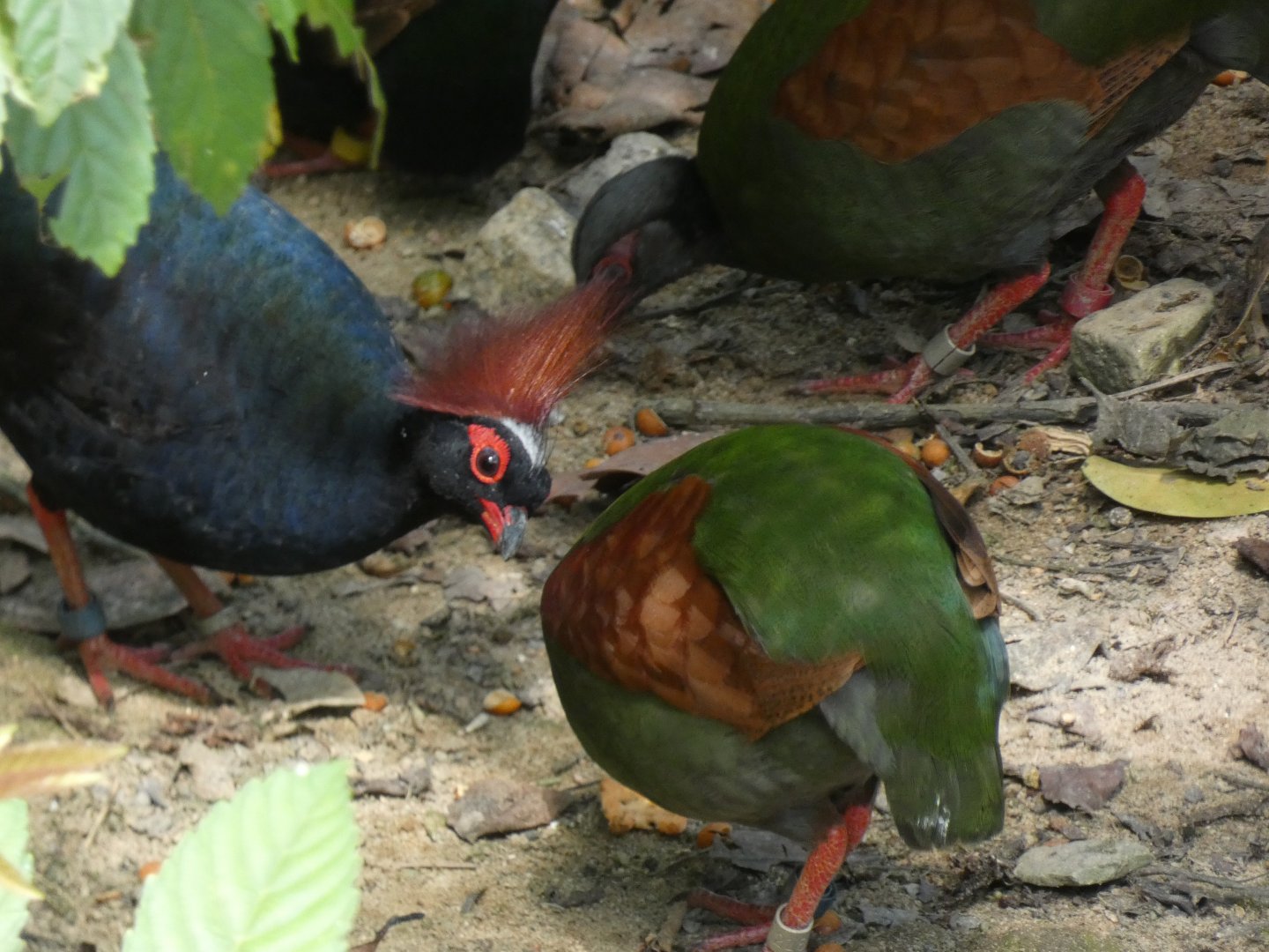 Crested wood partridges