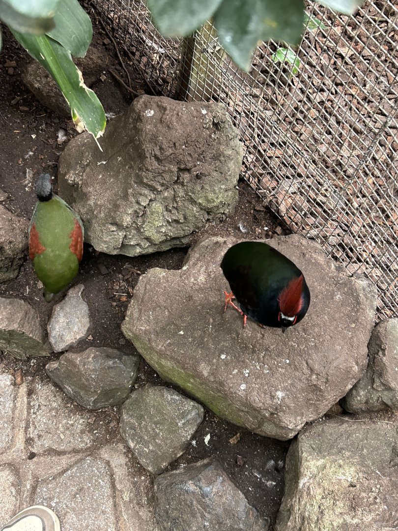 Crested wood partridges