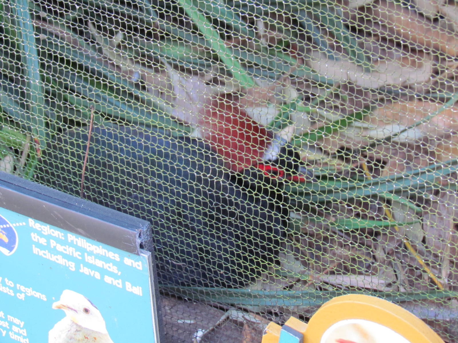 Crested Wood Partrige Male