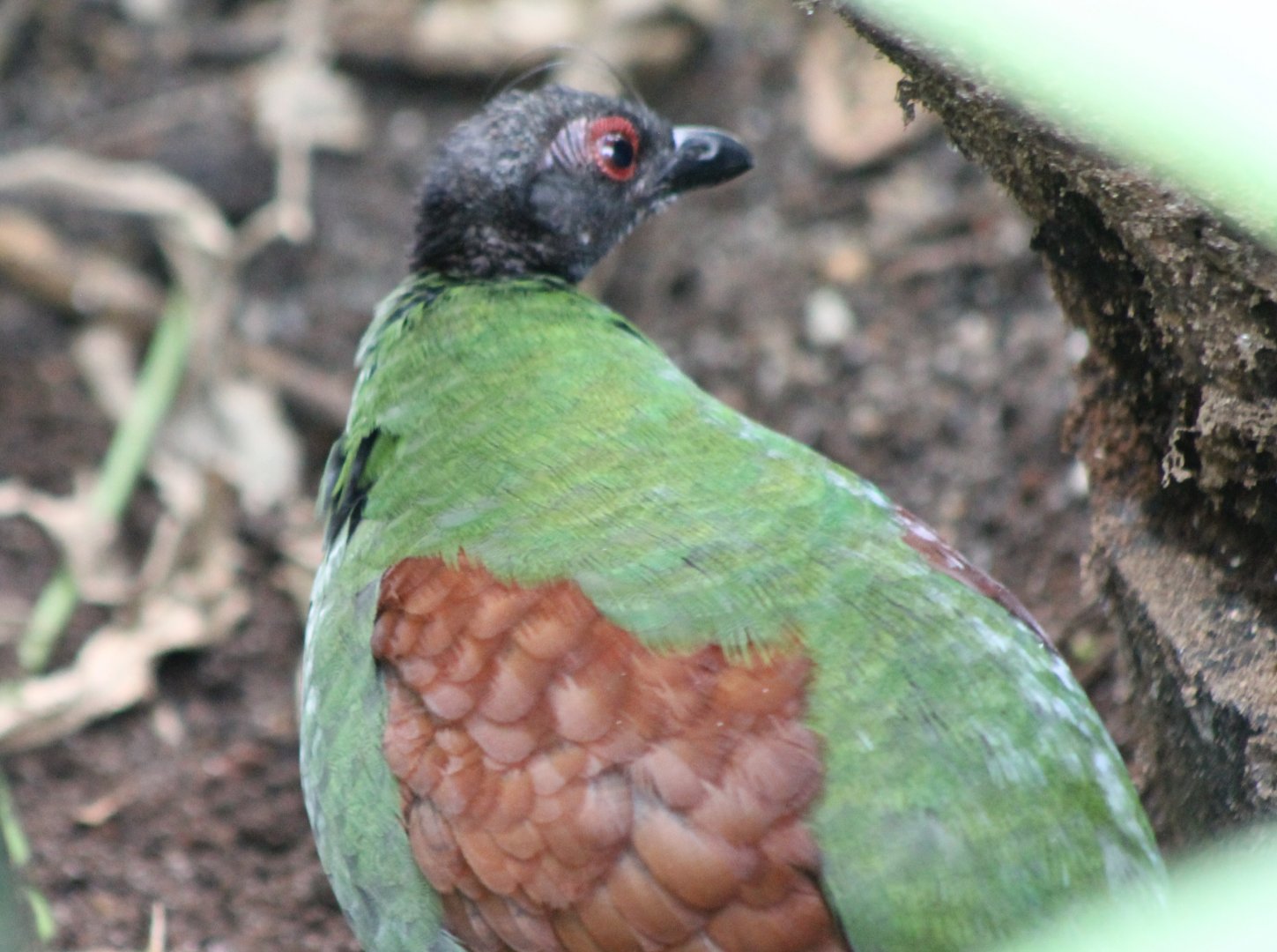 Crested wood-patridge - female
